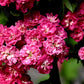 20 ENGLISH HAWTHORN TREE Edible Fruit Flower Mayflower Crataegus Laevigata Seeds