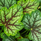 50 HEUCHERA Americana CORAL BELLS Dale's Strain American Alumroot Flower Seeds