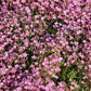 350 RED BABYS BREATH Gypsophila Elegans Baby's Breath Flower Seeds