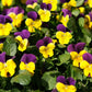 50 Dark JOHNNY JUMP UP Violet Viola Tricolor Flower Seeds