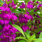 100 IMPATIENS (Balsam / Lady Slipper / Touch Me Not) Impatiens Balsamina Flower Seeds