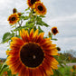 100 AUTUMN BEAUTY SUNFLOWER Helianthus Annuus Flower Seeds