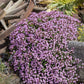 500 PINK ROCK SOAPWORT Saponaria Ocymoides Flower Seeds