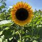 25 EBONY & GOLD SUNFLOWER Helianthus Annuus Flower Seeds