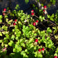 50 Red Indian TUTTIFRUTTI STRAWBERRY Duchesnea Indica Flower Berry Fruit Seed