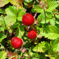 50 Red Indian TUTTIFRUTTI STRAWBERRY Duchesnea Indica Flower Berry Fruit Seed