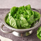 2000 BIBB LETTUCE Butterhead Lactuca Sativa Vegetable Seeds