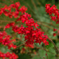 100 HEUCHERA FIREFLY Coral Bells Heuchera Sanguinea Red Flower Shade Seeds