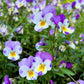50 Light JOHNNY JUMP UP Viola Tricolor Violet Flower Seeds