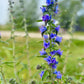 100 Blue VIPERS BUGLOSS Echium Vulgare Blue Flower Seeds