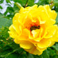 5 YELLOW ROSE Rosa Bush Shrub Perennial Flower Seeds