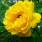 5 YELLOW ROSE Rosa Bush Shrub Perennial Flower Seeds