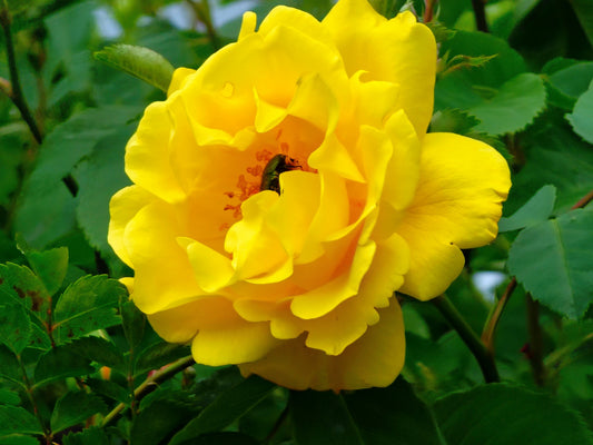 5 YELLOW ROSE Rosa Bush Shrub Perennial Flower Seeds
