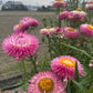 50 PINK DOUBLE STRAWFLOWER Helichrysum  Xerochrysum Bracteatum Flower Seeds