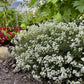 800 WHITE ALPINE ROCKCRESS Aubrieta Rock Cress Arabis Alpina Flower Seeds