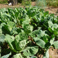 1500 MORRIS HEADING COLLARDS Collard Green Brassica Oleracea Vegetable Seeds