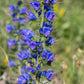 100 Blue VIPERS BUGLOSS Echium Vulgare Blue Flower Seeds