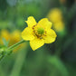 100 YELLOW AVENS Geum Aleppicum Moist Wetland Flower Seeds