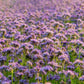 300 PURPLE TANSY Lacy Fiddleneck Phacelia Tanacetifolia Flower Seeds