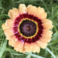 250 TRICOLOR PAINTED DAISY (Pyrenthrum Daisy) Chrysanthemum Carinatum Flower Seeds