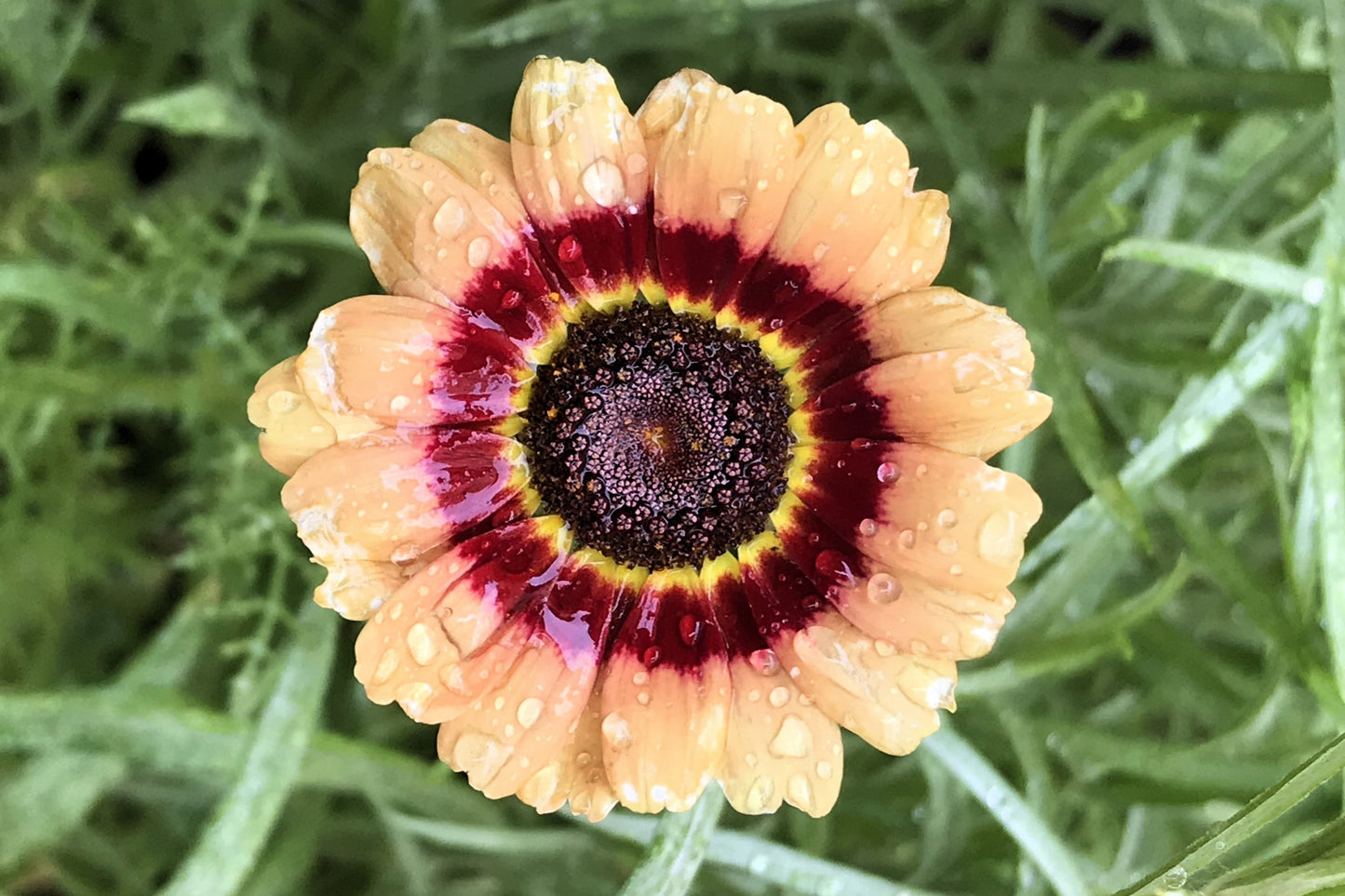 250 TRICOLOR PAINTED DAISY (Pyrenthrum Daisy) Chrysanthemum Carinatum Flower Seeds