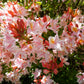 20 WESTERN AZALEA Pink White Yellow Shrub Flower Rhododendron Occidentale Seeds