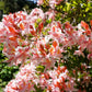 20 WESTERN AZALEA Pink White Yellow Shrub Flower Rhododendron Occidentale Seeds