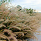 25 PURPLE FOUNTAIN GRASS Ornamental Pennisetum Setaceum Dark Burgundy Flower Seeds