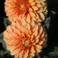 20 Dwarf Mixed Colors REDSKIN DAHLIA Variabilis Red Skin Mix Bicolor Flower Seeds