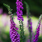 1000 PURPLE FOXGLOVE Digitalis Purpurea Flower Seeds