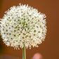 300 Evergreen NEBUKA BUNCHING ONION Japanese Allium Fistulosum Vegetable Seeds