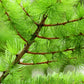 25 EUROPEAN LARCH TREE Pine Pinetree Evergreen Larix Decidua Seeds