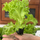 3000 Loose Leaf Green GRAND RAPIDS LETTUCE Lactuca Sativa Vegetable Seeds