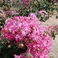 35 Light PINK CREPE MYRTLE Crape Tree Shrub Lagerstroemia Indica Flower Seeds