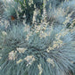 100 BLUE Sheeps FESCUE GRASS Festuca Ovina Glauca Cinerea Seeds