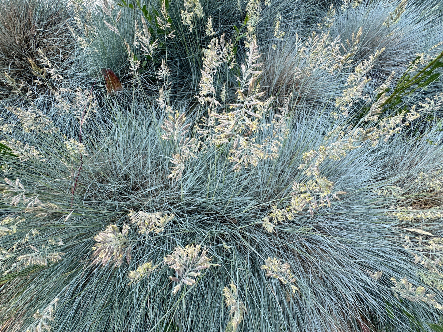 100 BLUE Sheeps FESCUE GRASS Festuca Ovina Glauca Cinerea Seeds