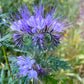 300 PURPLE TANSY Lacy Fiddleneck Phacelia Tanacetifolia Flower Seeds