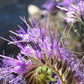 300 PURPLE TANSY Lacy Fiddleneck Phacelia Tanacetifolia Flower Seeds