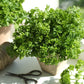 500 FOREST GREEN PARSLEY Petroselinum Crispum Double Triple Curl Vegetable Seeds