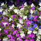 200 MIXED COLORS LOBELIA Regatta Lobelia Erinus Flower Seeds