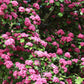 20 ENGLISH HAWTHORN TREE Edible Fruit Flower Mayflower Crataegus Laevigata Seeds