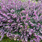 100 Scotch TRUE HEATHER Shrub Scot's Purple Pink Flower Calluna Vulgaris Seeds