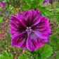 20 MAURITIAN MALVA Mallow Malva sylvestris var. mauritania Flower Seeds
