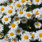 1000 DWARF White SHASTA DAISY Chrysanthemum Maximum Flower Seeds