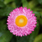 50 PINK DOUBLE STRAWFLOWER Helichrysum  Xerochrysum Bracteatum Flower Seeds