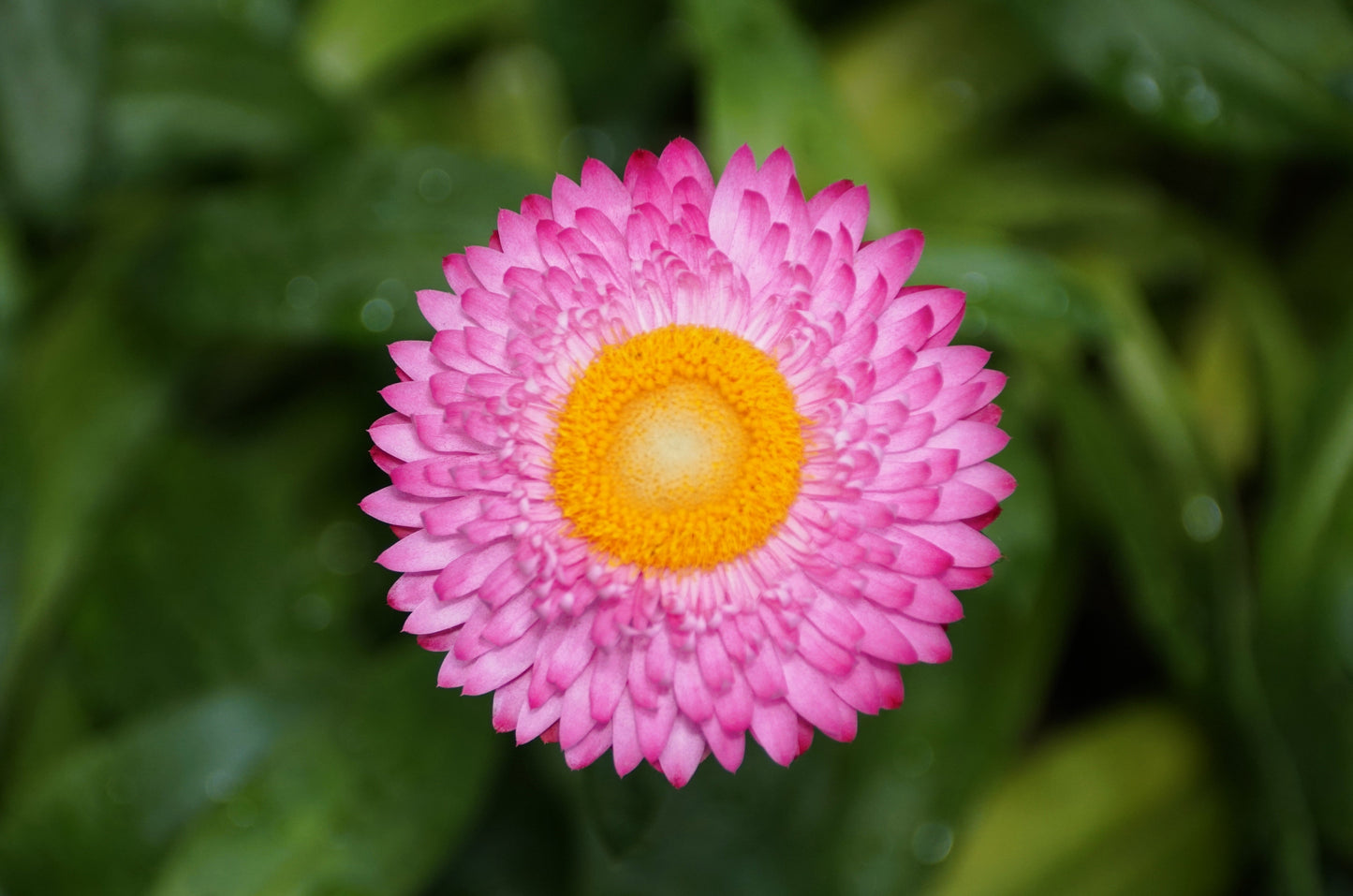 50 PINK DOUBLE STRAWFLOWER Helichrysum  Xerochrysum Bracteatum Flower Seeds
