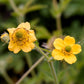 100 YELLOW AVENS Geum Aleppicum Moist Wetland Flower Seeds