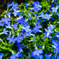 200 BLUE SAPPHIRE LOBELIA Erinus Trailing for Planters or Groundcover Flower Seeds