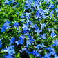 200 BLUE SAPPHIRE LOBELIA Erinus Trailing for Planters or Groundcover Flower Seeds