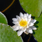 10 WHITE WATER LILY / Lily Pad / Sacred Asian Water Lotus Nymphaea Ampla Flower Seeds